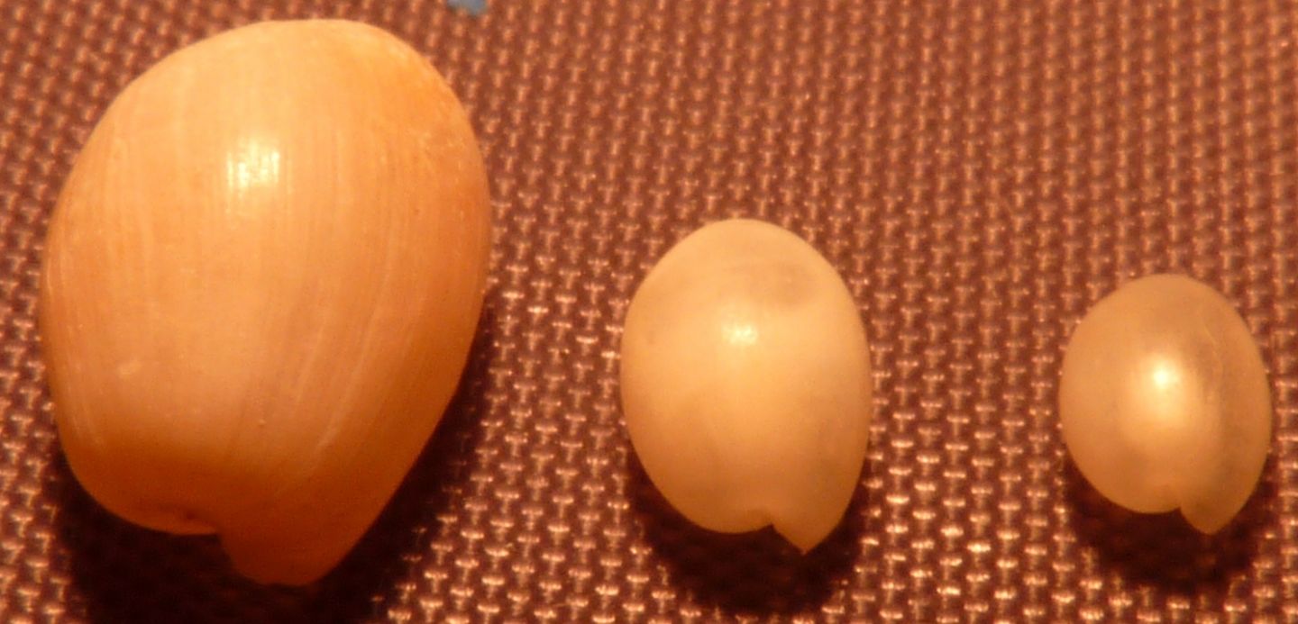 Hamoninoeidae Haminoea hydatis ?